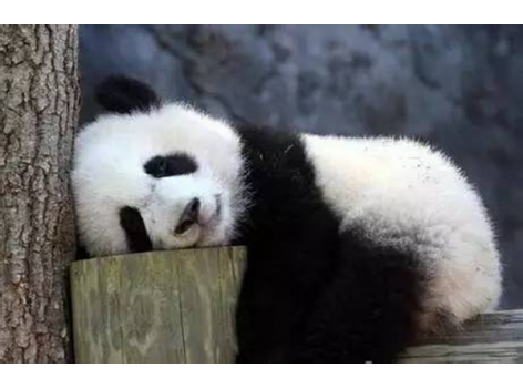 海底撈跨界跨到動物界了嗎？愛心認養(yǎng)大熊貓